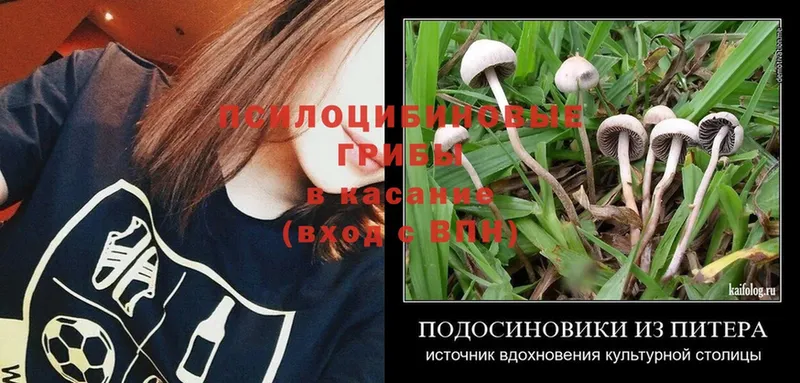 Галлюциногенные грибы MAGIC MUSHROOMS  Ермолино 